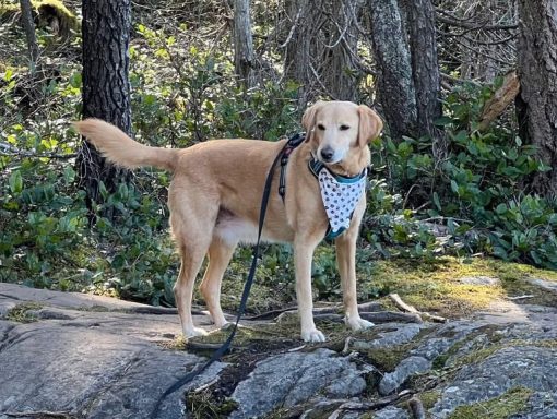 Arlo mit PfotenBandana