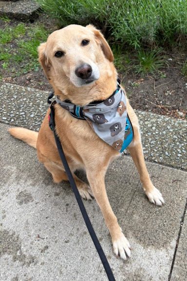 Arlo mit Bären Bandana